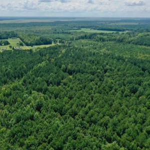 Photo #17 of SOLD property in 653 Jones White Road, Roper, NC 46.8 acres