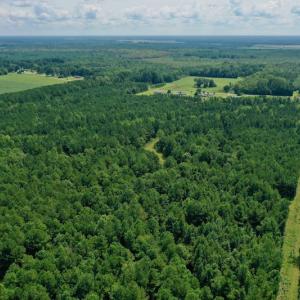 Photo #19 of SOLD property in 653 Jones White Road, Roper, NC 46.8 acres