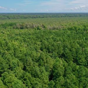 Photo #22 of SOLD property in 653 Jones White Road, Roper, NC 46.8 acres