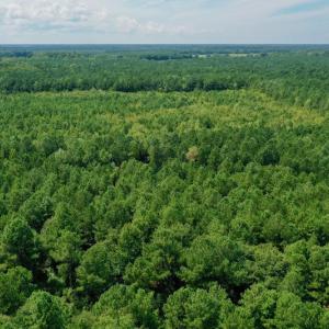 Photo #24 of SOLD property in 653 Jones White Road, Roper, NC 46.8 acres