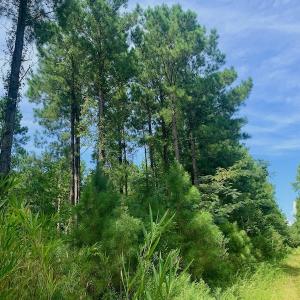 Photo #29 of SOLD property in 653 Jones White Road, Roper, NC 46.8 acres