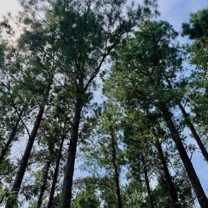 Photo #30 of SOLD property in 653 Jones White Road, Roper, NC 46.8 acres