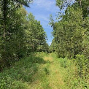 Photo #31 of SOLD property in 653 Jones White Road, Roper, NC 46.8 acres