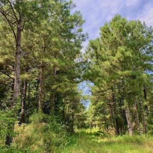 Photo #34 of SOLD property in 653 Jones White Road, Roper, NC 46.8 acres