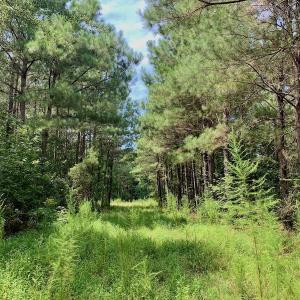 Photo #36 of SOLD property in 653 Jones White Road, Roper, NC 46.8 acres