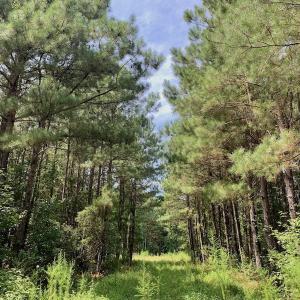 Photo #37 of SOLD property in 653 Jones White Road, Roper, NC 46.8 acres