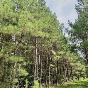 Photo #39 of SOLD property in 653 Jones White Road, Roper, NC 46.8 acres