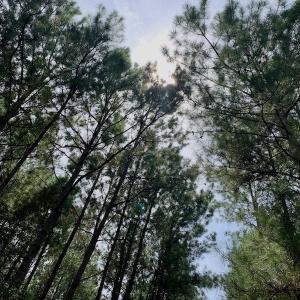 Photo #40 of SOLD property in 653 Jones White Road, Roper, NC 46.8 acres
