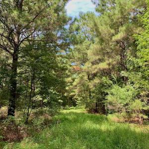 Photo #44 of SOLD property in 653 Jones White Road, Roper, NC 46.8 acres
