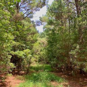 Photo #45 of SOLD property in 653 Jones White Road, Roper, NC 46.8 acres