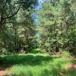 Photo #47 of SOLD property in 653 Jones White Road, Roper, NC 46.8 acres
