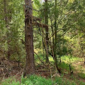Photo #49 of SOLD property in 653 Jones White Road, Roper, NC 46.8 acres