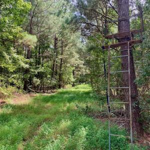 Photo #51 of SOLD property in 653 Jones White Road, Roper, NC 46.8 acres