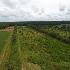 Photo #4 of SOLD property in Off Locklin Pocosin Road, Rose Hill, NC 63.0 acres