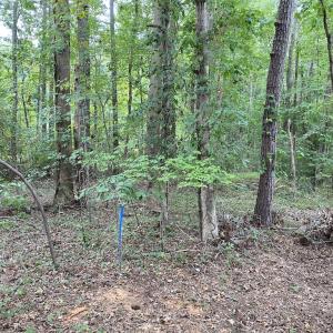 Photo #9 of SOLD property in Off Wade Stephenson Road, Holly Springs, NC 0.6 acres