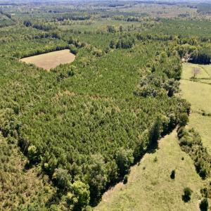 Photo #9 of SOLD property in Off Old Macon Highway, Macon, NC 9.2 acres