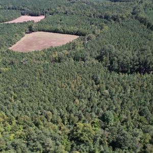Photo #13 of SOLD property in Off Old Macon Highway, Macon, NC 9.2 acres