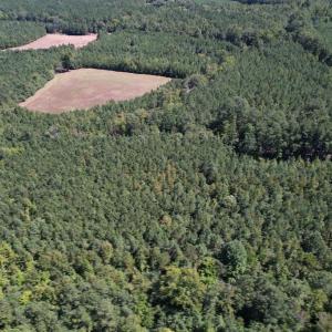 Photo #13 of SOLD property in Off Old Macon Highway, Macon, NC 9.2 acres