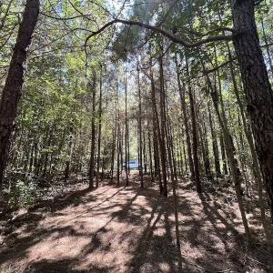 Photo #21 of SOLD property in Off Old Macon Highway, Macon, NC 9.2 acres