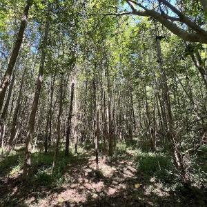 Photo #23 of SOLD property in Off Old Macon Highway, Macon, NC 9.2 acres