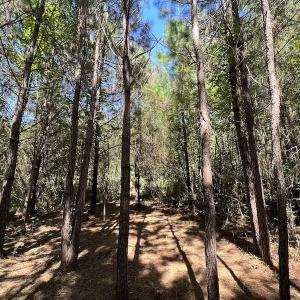 Photo #24 of SOLD property in Off Old Macon Highway, Macon, NC 9.2 acres