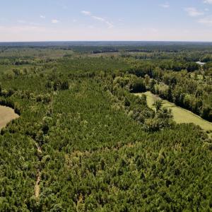 Photo #7 of SOLD property in Off Old Macon Highway, Macon, NC 9.2 acres
