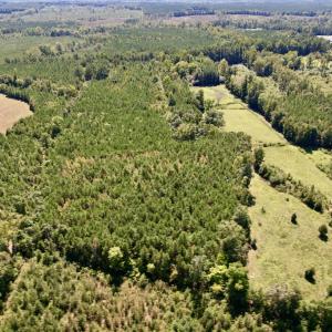 Photo #8 of SOLD property in Off Old Macon Highway, Macon, NC 9.2 acres