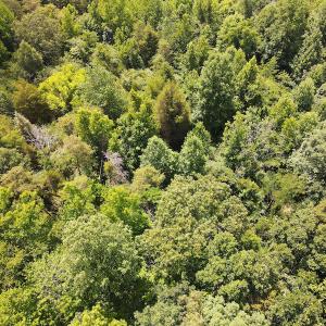 Photo #12 of 189 Hamlet Hills Drive, Reidsville, NC 3.9 acres