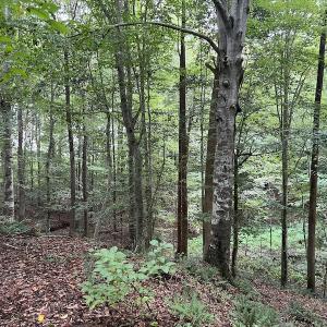 Photo #22 of Off 1307 San Souci Road, Windsor, NC 233.5 acres