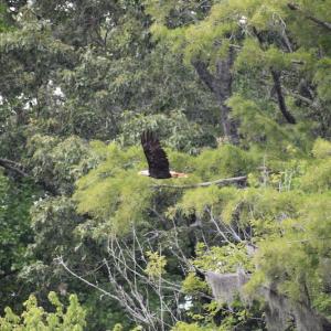 Photo #25 of Off 1307 San Souci Road, Windsor, NC 233.5 acres
