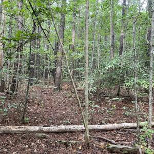 Photo #23 of Off 1307 San Souci Road, Windsor, NC 233.5 acres