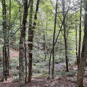 Photo #24 of Off 1307 San Souci Road, Windsor, NC 233.5 acres
