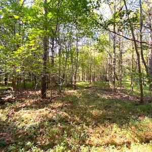 Photo #4 of SOLD property in Off Colonial Trail W, Spring Grove, VA 12.5 acres