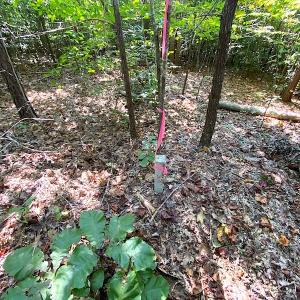 Photo #8 of SOLD property in Off Colonial Trail W, Spring Grove, VA 12.5 acres