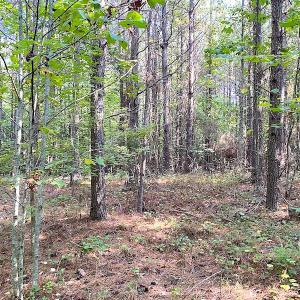 Photo #3 of SOLD property in Off Colonial Trail W, Spring Grove, VA 39.5 acres