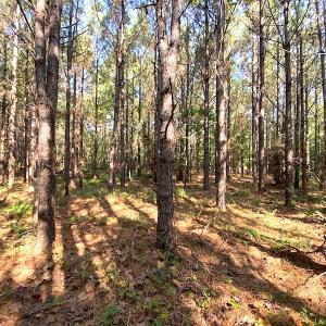 Photo #4 of Off Colonial Trail W, Spring Grove, VA 39.5 acres