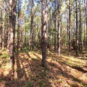 Photo #4 of SOLD property in Off Colonial Trail W, Spring Grove, VA 39.5 acres