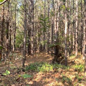 Photo #5 of SOLD property in Off Colonial Trail W, Spring Grove, VA 39.5 acres