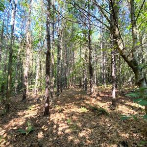 Photo #7 of SOLD property in Off Colonial Trail W, Spring Grove, VA 39.5 acres