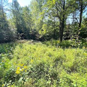 Photo #10 of Off Colonial Trail W, Spring Grove, VA 39.5 acres