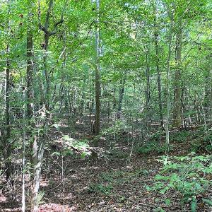 Photo #12 of Off Colonial Trail W, Spring Grove, VA 39.5 acres