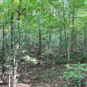 Photo #12 of SOLD property in Off Colonial Trail W, Spring Grove, VA 39.5 acres