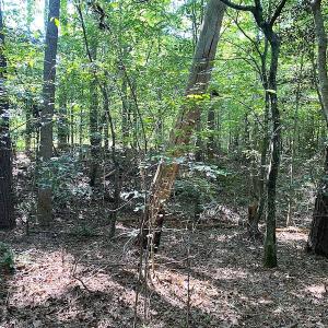 Photo #20 of Off Colonial Trail W, Spring Grove, VA 39.5 acres