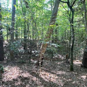 Photo #20 of SOLD property in Off Colonial Trail W, Spring Grove, VA 39.5 acres