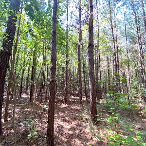Photo #27 of SOLD property in Off Colonial Trail W, Spring Grove, VA 39.5 acres