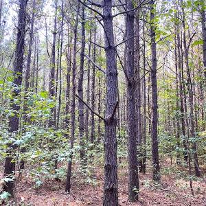 Photo #29 of Off Colonial Trail W, Spring Grove, VA 39.5 acres