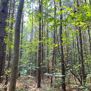 Photo #30 of SOLD property in Off Colonial Trail W, Spring Grove, VA 39.5 acres