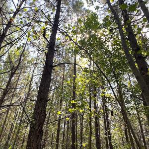 Photo #31 of SOLD property in Off Colonial Trail W, Spring Grove, VA 39.5 acres