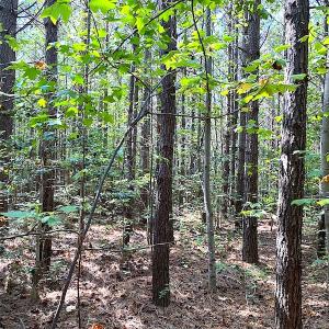 Photo #32 of SOLD property in Off Colonial Trail W, Spring Grove, VA 39.5 acres