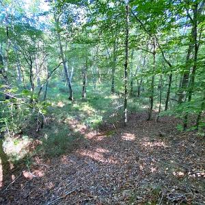 Photo #35 of SOLD property in Off Colonial Trail W, Spring Grove, VA 39.5 acres